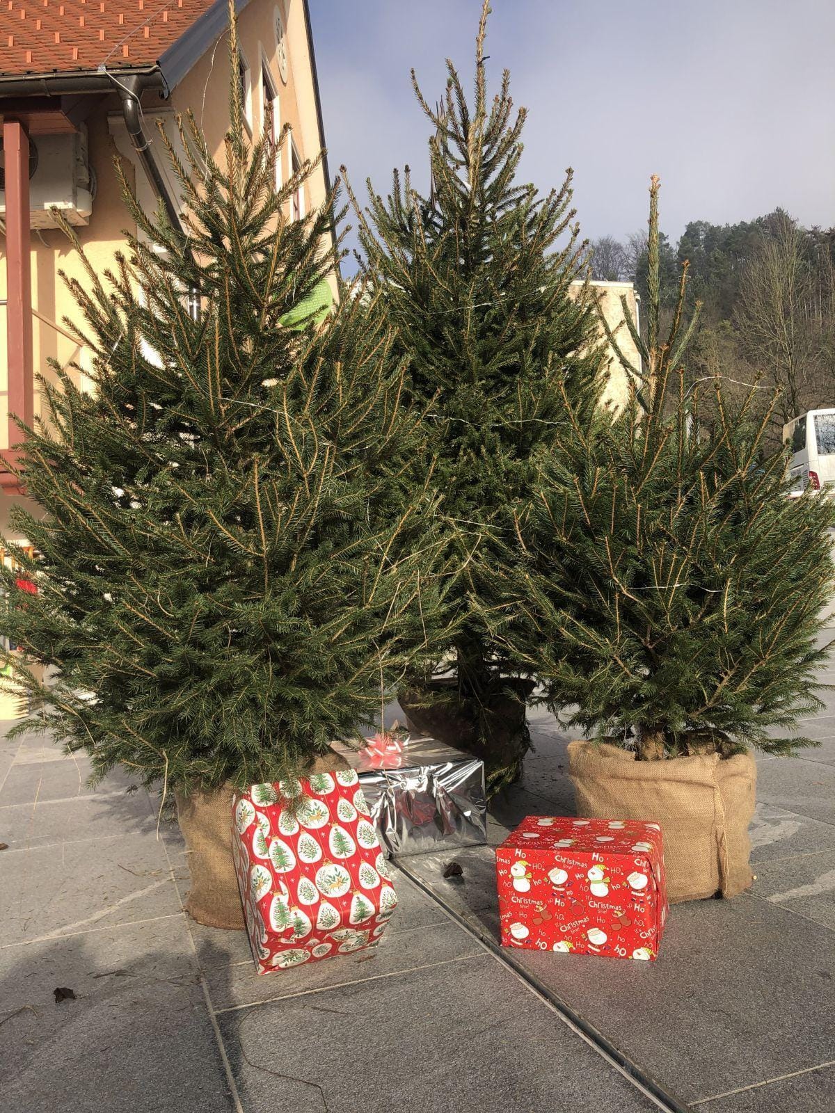 Najprej na ploščadi, zdaj v vašem vrtu: Zagorske smrečice iščejo lastnike