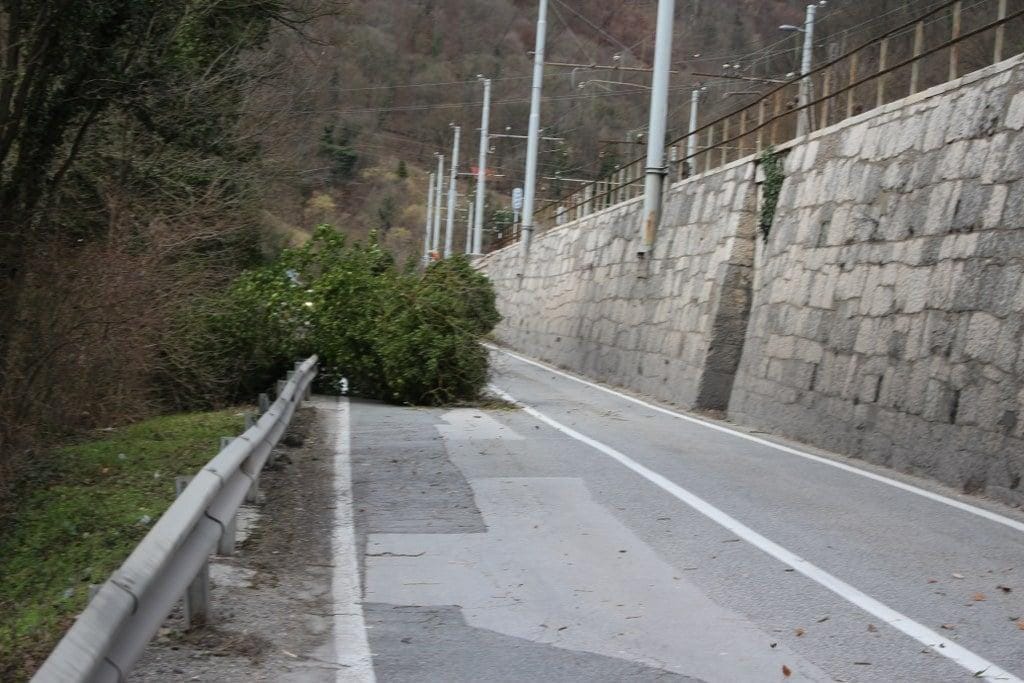 POZOR! Podrto drevo na cesti Zidani Most-Radeče