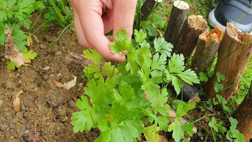 20.000 za lokalno kmetijstvo
