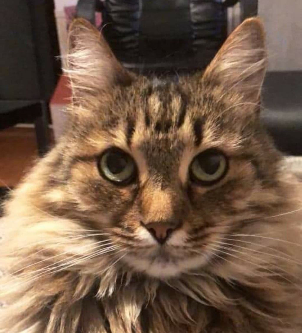 POMAGAJTE! Izgubil se je muc!