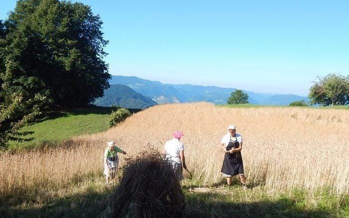 Zagodel virus, zagodlo vreme - a žanjice se ne dajo!