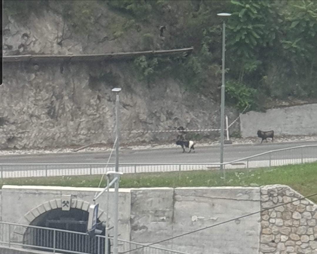 PREVIDNO: Kozja družina na sprehod kar po cesti