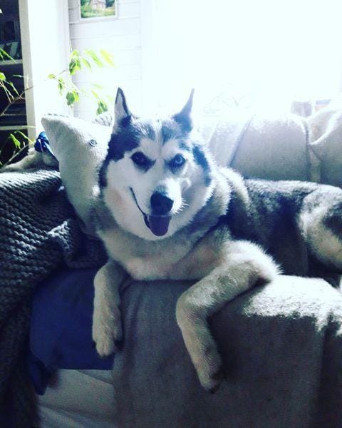 POMAGAJTE! Izgubila se je psička!