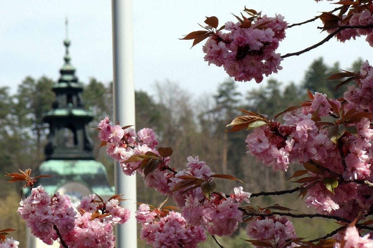 FOTOGALERIJA: Ko v Zasavju cveti