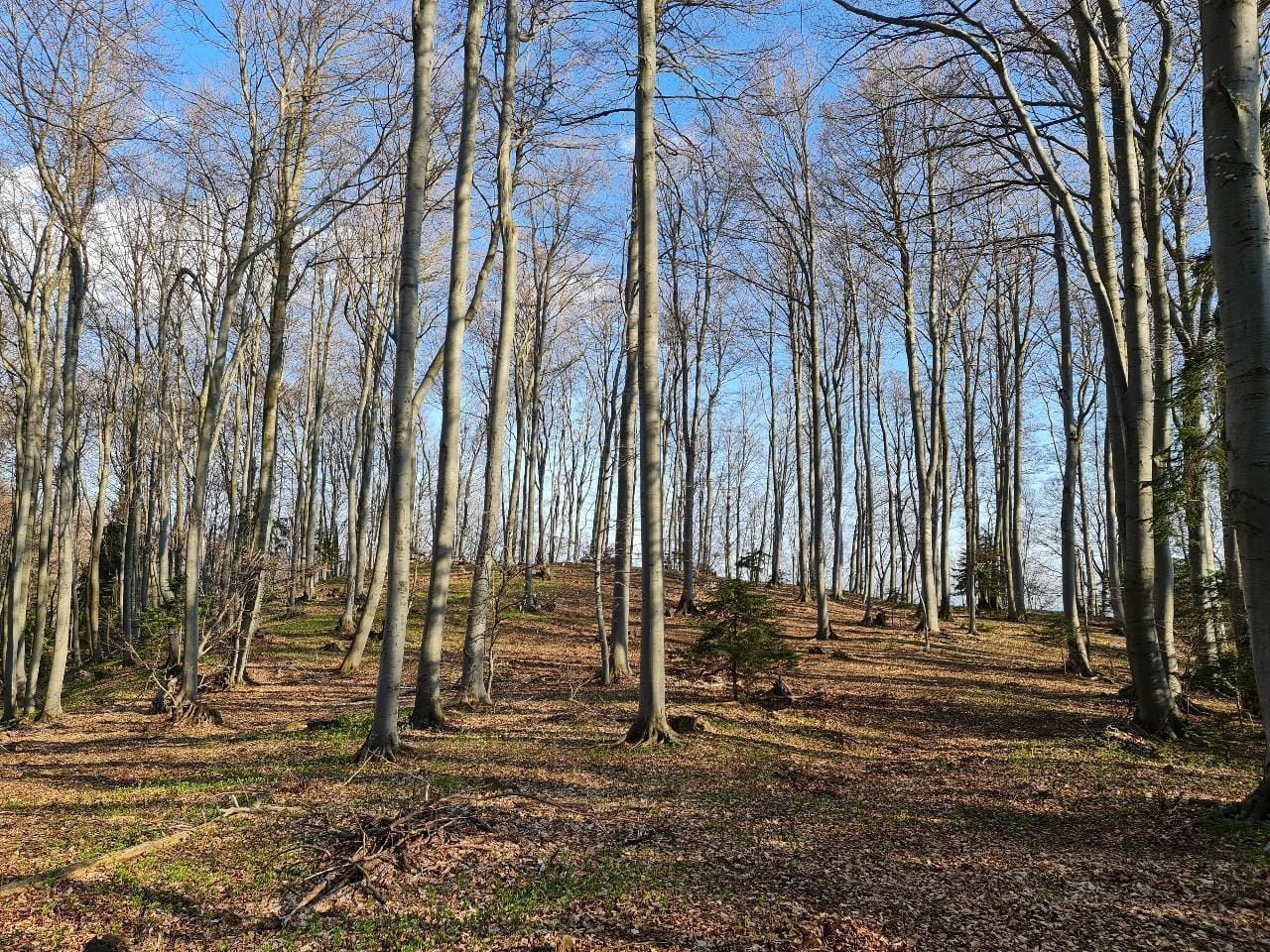 V iskalni akciji našli pogrešanega planinca