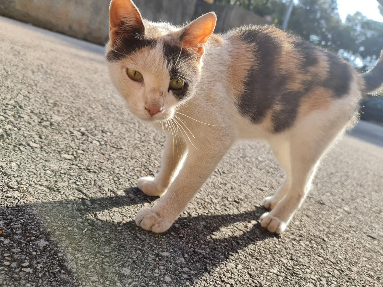 V Zasavju od epidemije več hišnih ljubljenčkov, ti pa so poleti hitro odveč