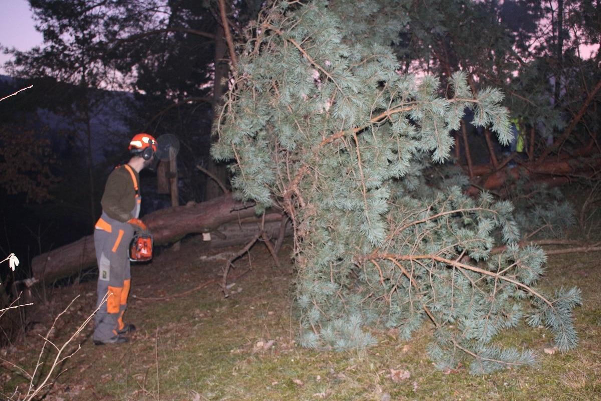 Zapora ceste zaradi sečnje dreves