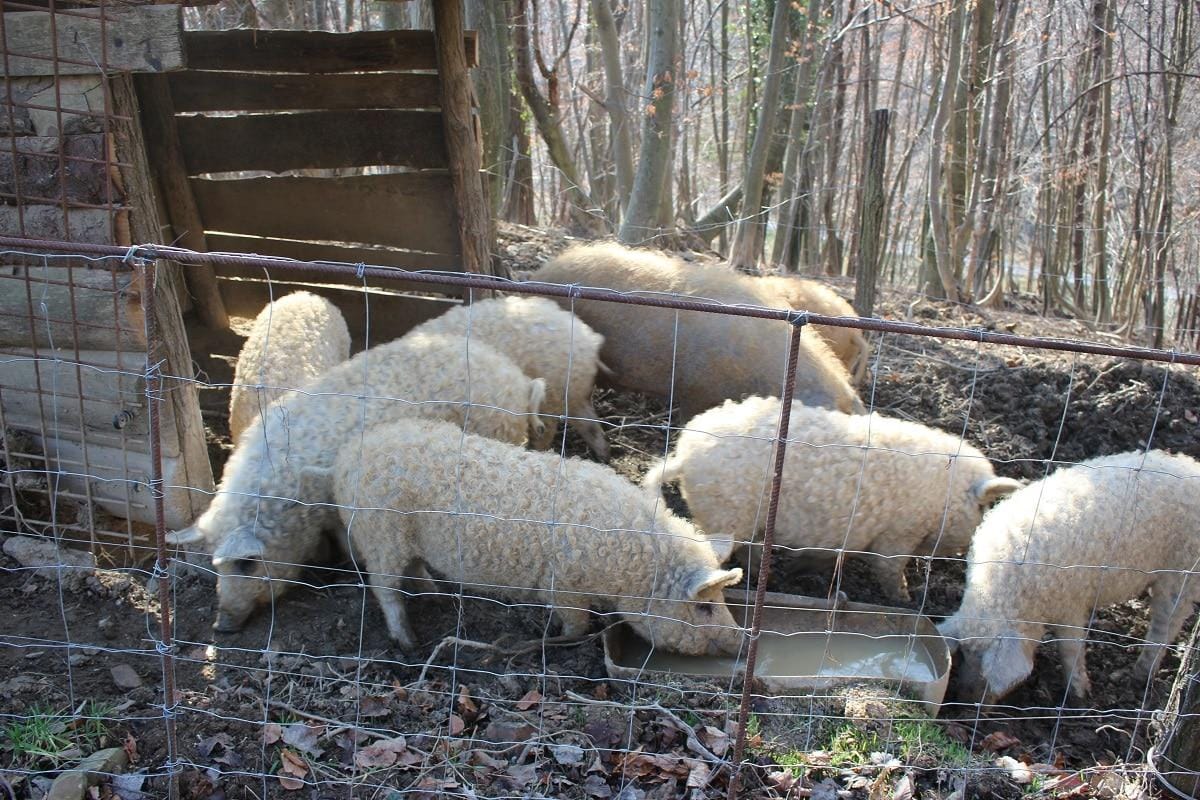 Razpisali 44 tisočakov v podporo kmetijstvu