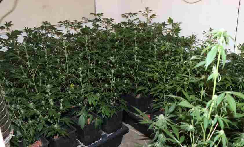 Zasegli 600 sadik, 20 kg listov in 14,5 kg vršičkov prepovedane droge