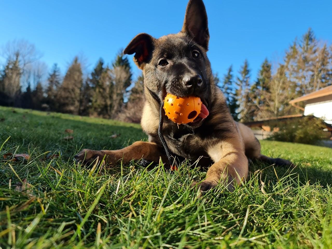 Redarji na pohodu: 100 evrov za pasji kakec in 200 evrov za psa, ki ni na povodcu!
