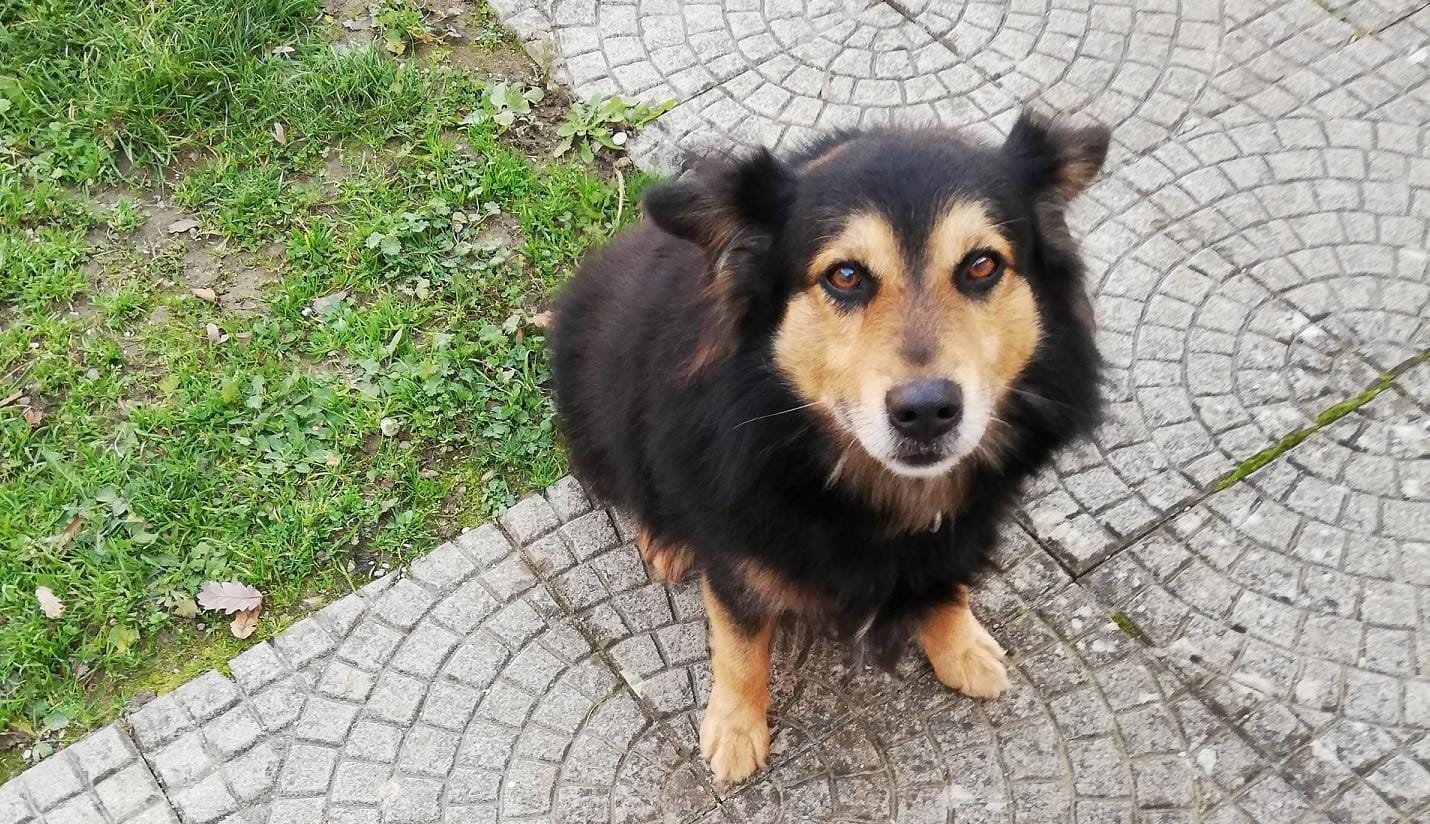 Pes na povodcu, v žepu pa vrečka za iztrebke, sicer - do 200 evrov kazni