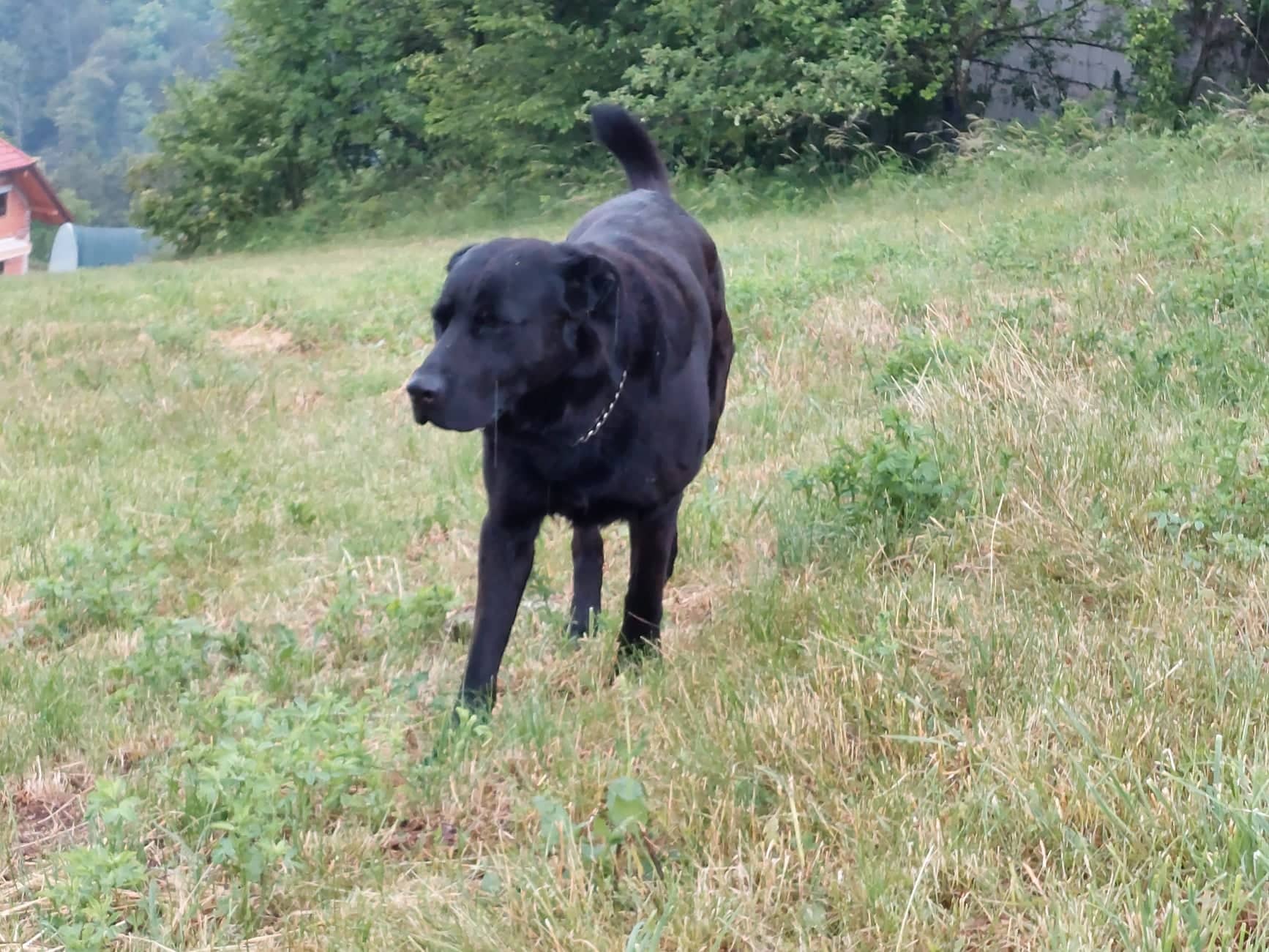 Ta teden temeljit nadzor: Ni povodca - 200 evrov, pasji iztrebek - 100 evrov