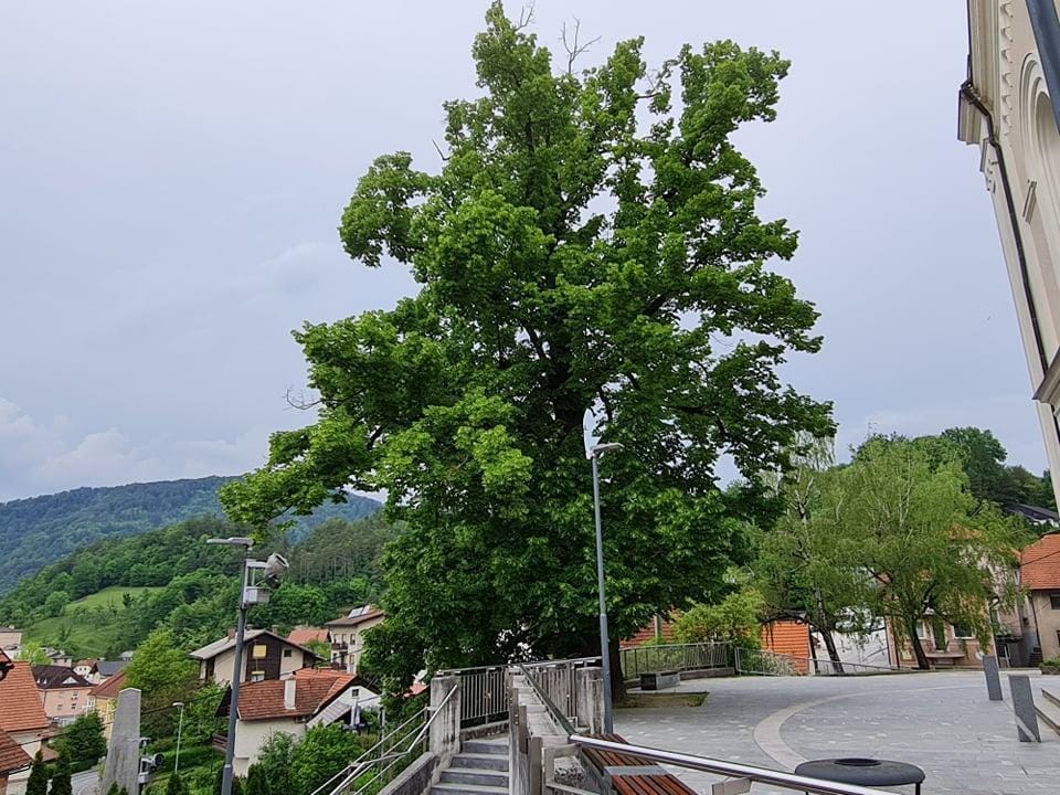 Na vrsti vzdrževanje in čiščenje živih naravnih spomenikov