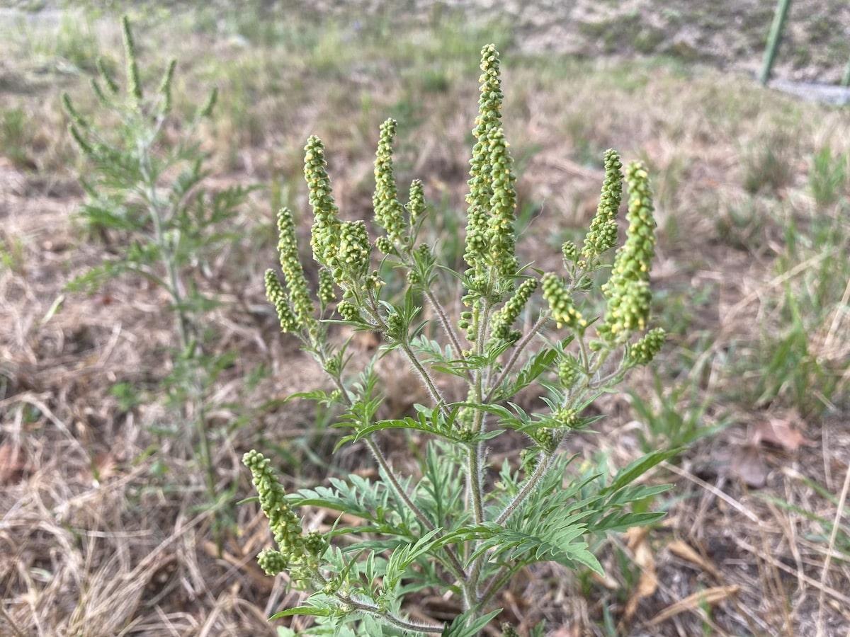 Letos v Zasavju manj težav z nevarno ambrozijo. Kje se bo v prihodnje še razraščala?
