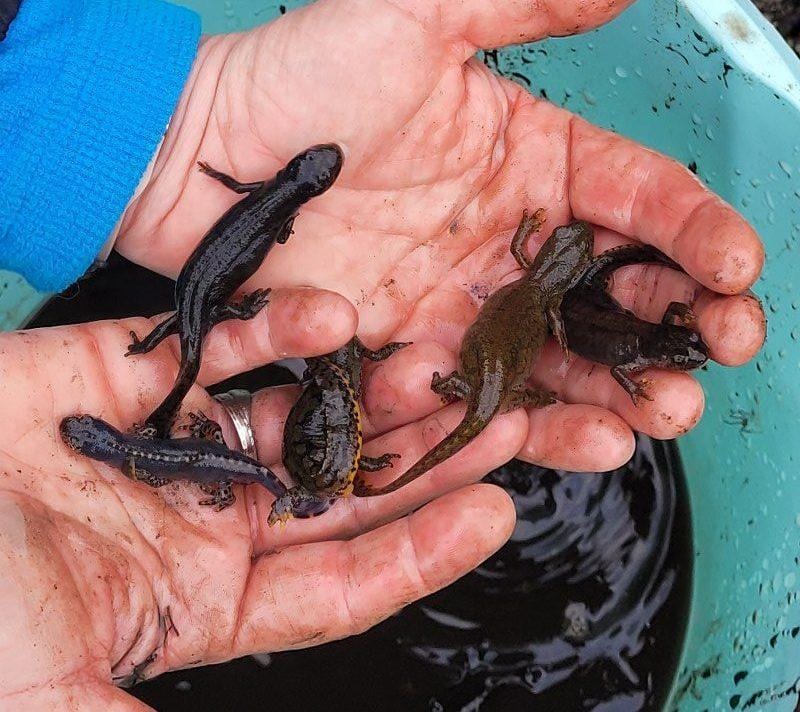 Na Izlakah uredili mokrišče in ohranili dom mnogim živalim