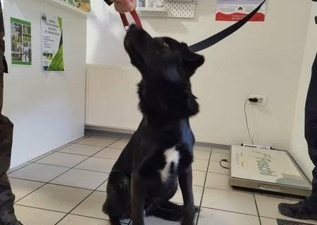 Mlad kužek svojega lastnika čaka v zagorskem Kinološkem društvu