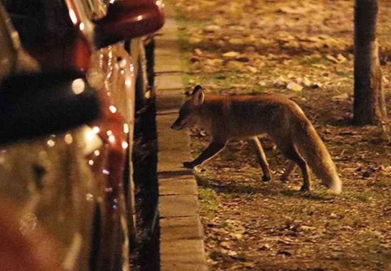 POZOR: Hrastničane pred blokom šokirala "napadalna" lisica