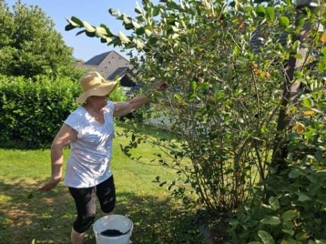 Enkratna priložnost za obisk trboveljskega nasada aronije in energijskih točk [foto]