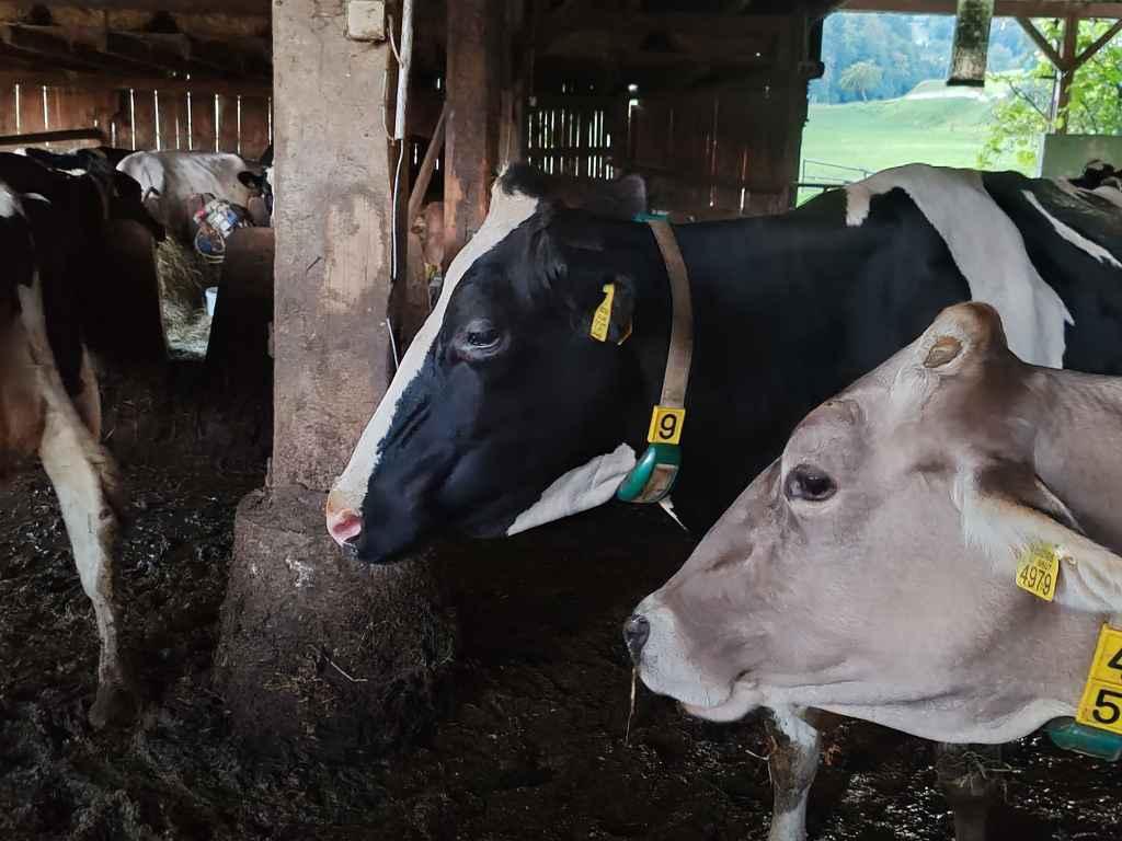 Tudi v Zasavju potrjeni prvi primeri virusnih okužb