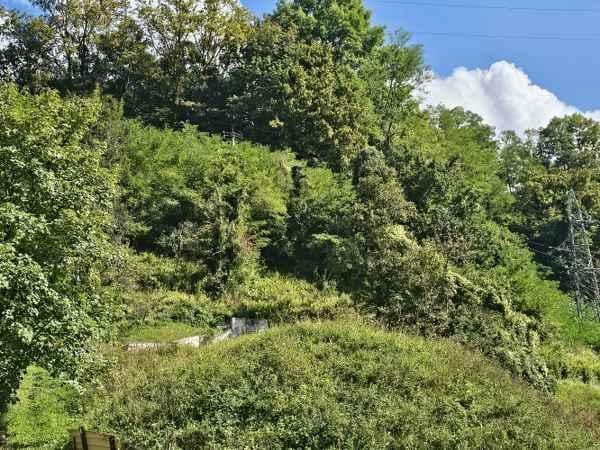 Država je naredila načrt o dogajanju v gozdovih