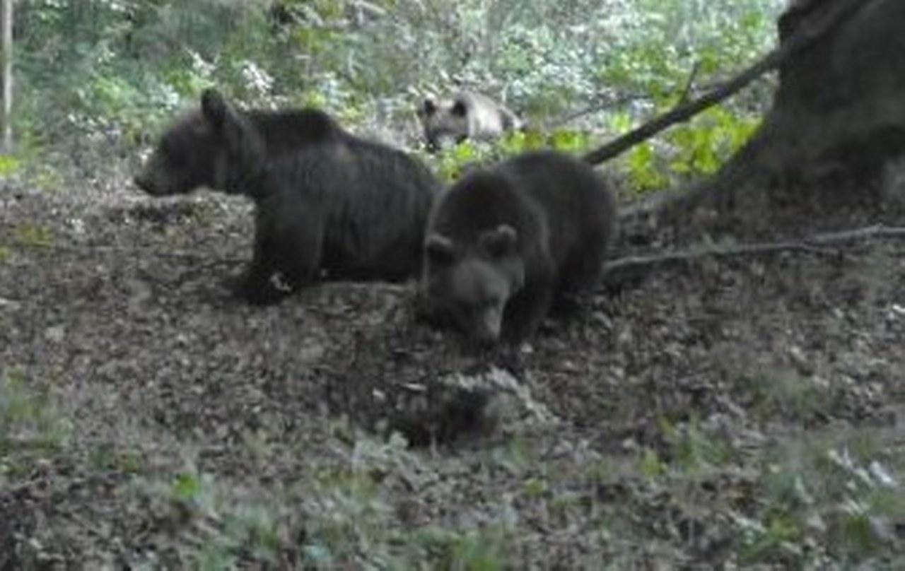 POZOR: Medvedka z mladičema (spet) na območju Zasavja