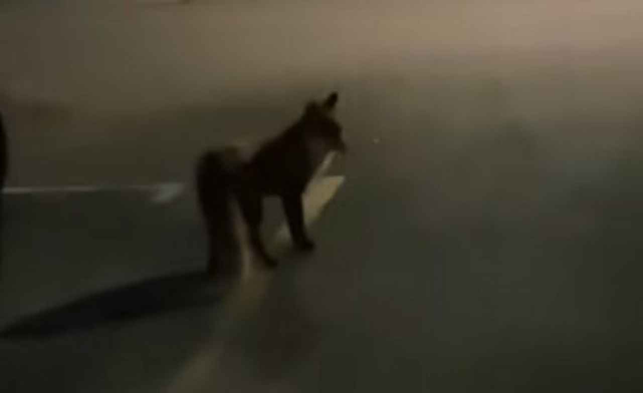 "Nočni obisk" v naselju Kešetovo [VIDEO]