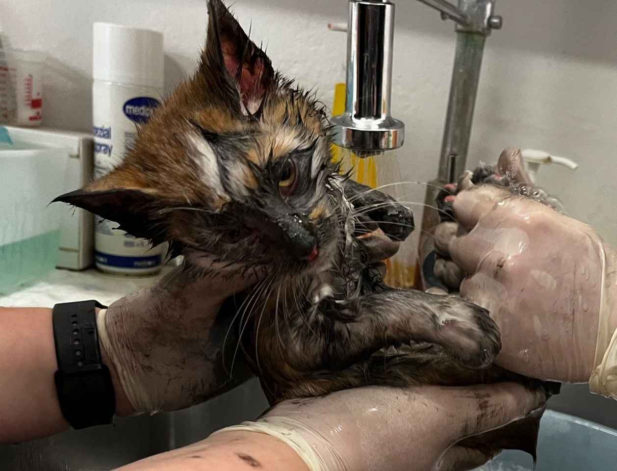 Mucek z Izlak je bil tarča krutega mučenja