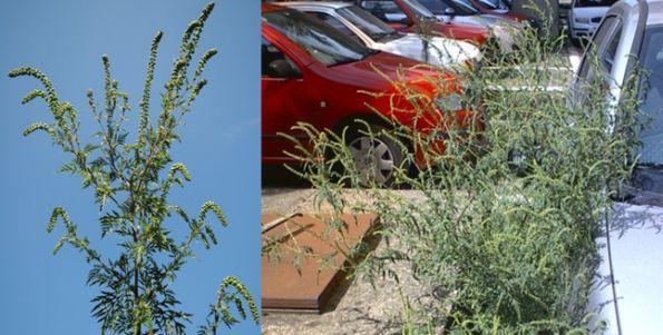 19. maja 2010 je pričel v Sloveniji veljati zakon o spremembah in dopolnitvah zakona o zdravstvenem varstvu rastlin (ZZVR-1C; Ur. l. RS, št. 36/2010), ki nalaga imetnikom zemljišč, » da morajo izvajati ukrepe za zatiranje in o vseh novih ali nepričakovanih pojavih ambrozije nemudoma obvestiti pristojne fitosanitarne organe o problematičnosti zemljišč, kjer raste ambrozija.«