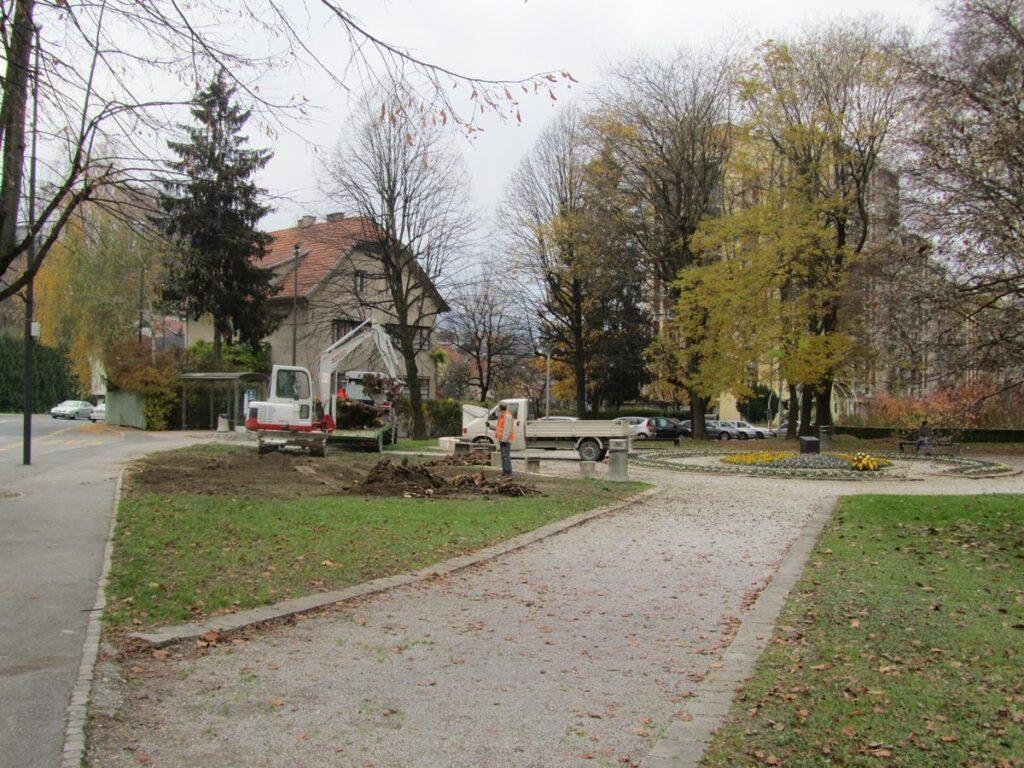 Obolelo bukev v parku pred občino so odstranili novembra lani