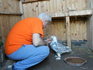 Snežna sova Lili in Marko se velikokrat 'pocrkljata'. 