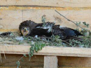 Karla nas med valjenjem ni pustila niti blizu. 