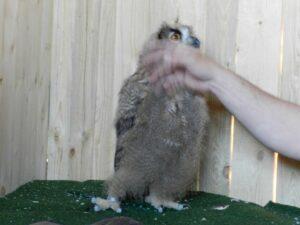 Vili je prejšnji teden prišel iz Markovega doma bivat v Retje. Še kak dan in bo lahko poletel že več metrov. 