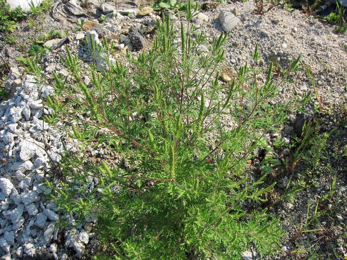 ambrozija, posamezna rastlina1