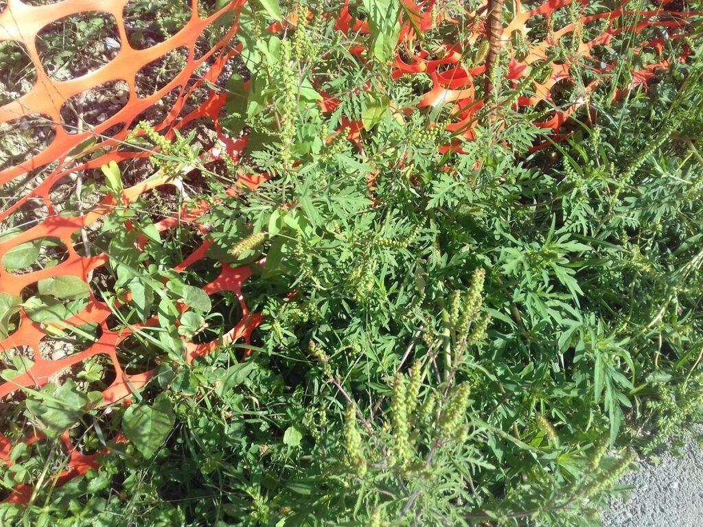 Pelinolistna ambrozija