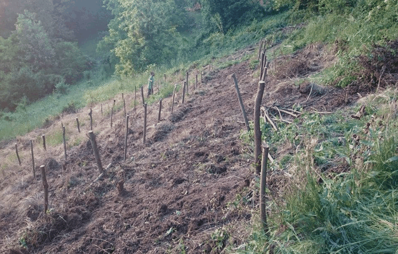 Pridelava konoplje - čiščenje