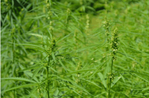 Lanskoletni vršički