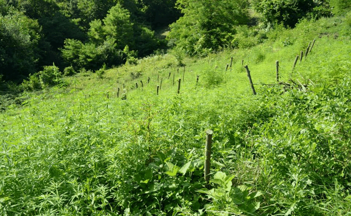 Pridelava konoplje - na polovici lanske sezone