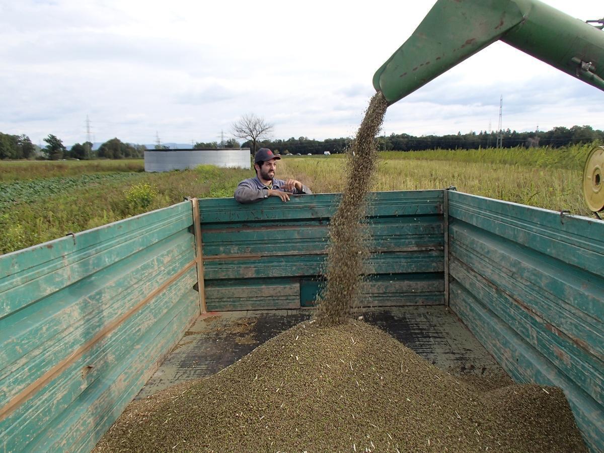 Foto: žetev konoplje, Etri skupnost