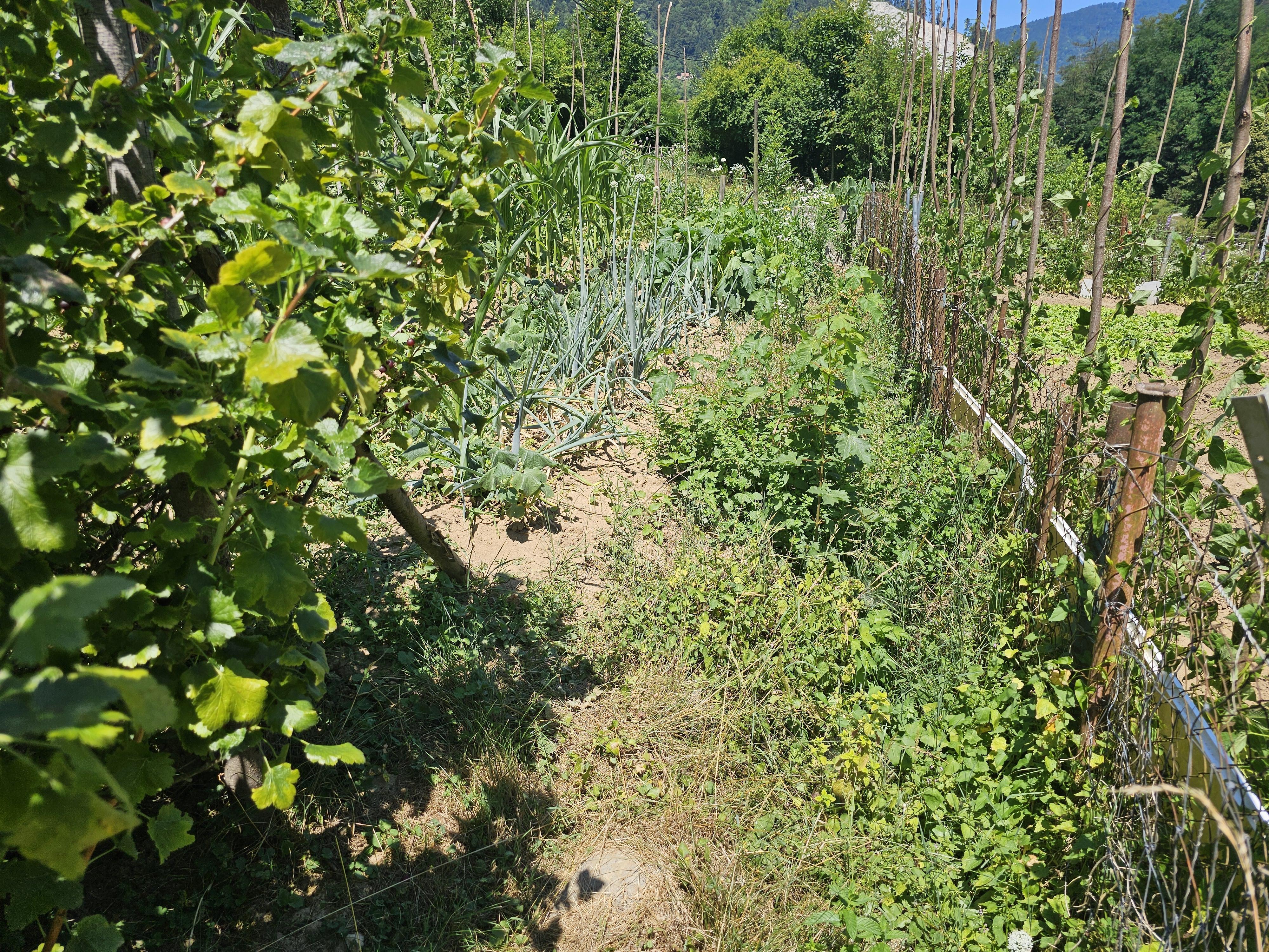 Občina Hrastnik oddaja zemljišča, ki pa niso le vrtički